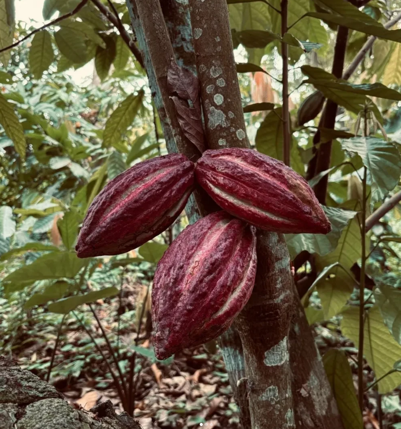 Chocolataria Equador Dark Chocolate with Passion Fruit