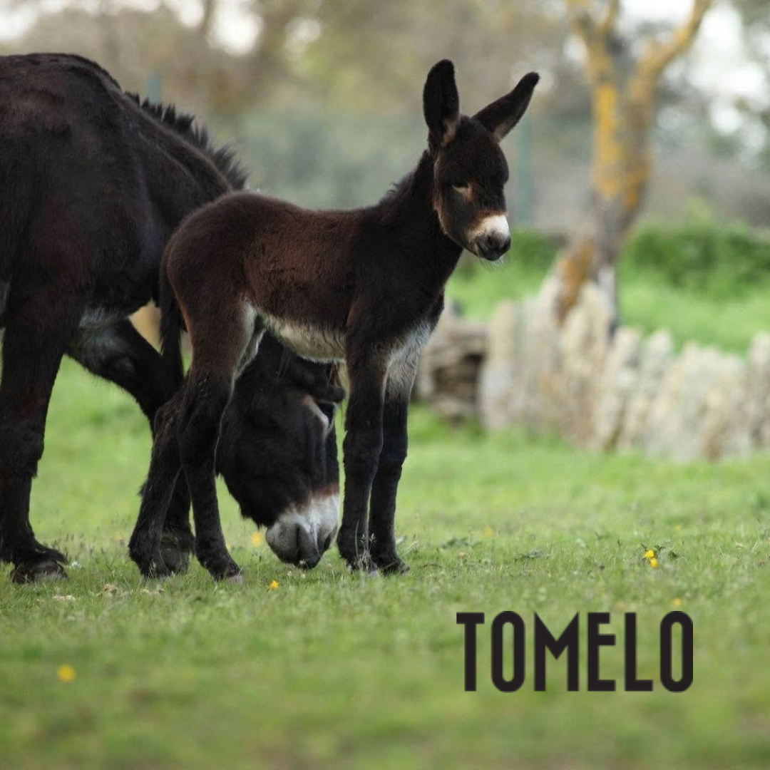 Tomelo