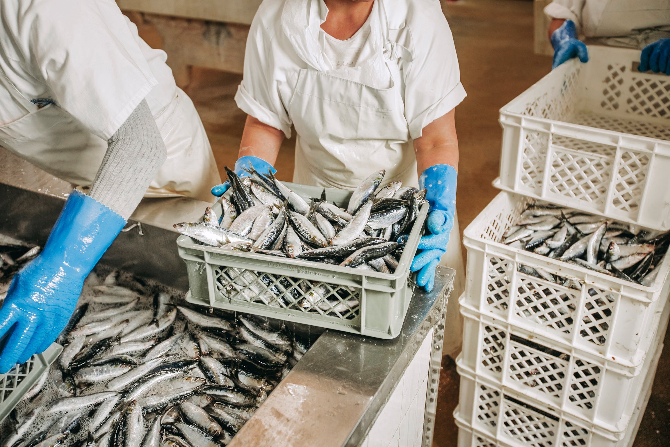 Pinhais Sardines in Olive Oil