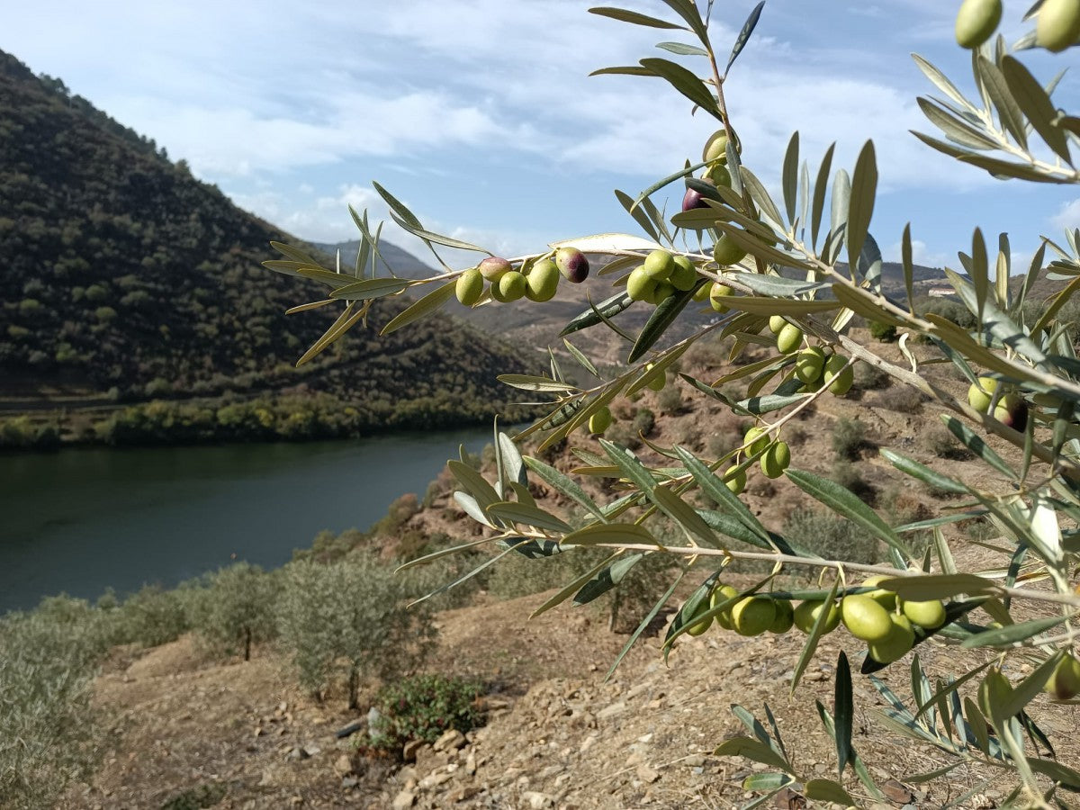 Quinta da Romaneira Extra Virgin Olive Oil