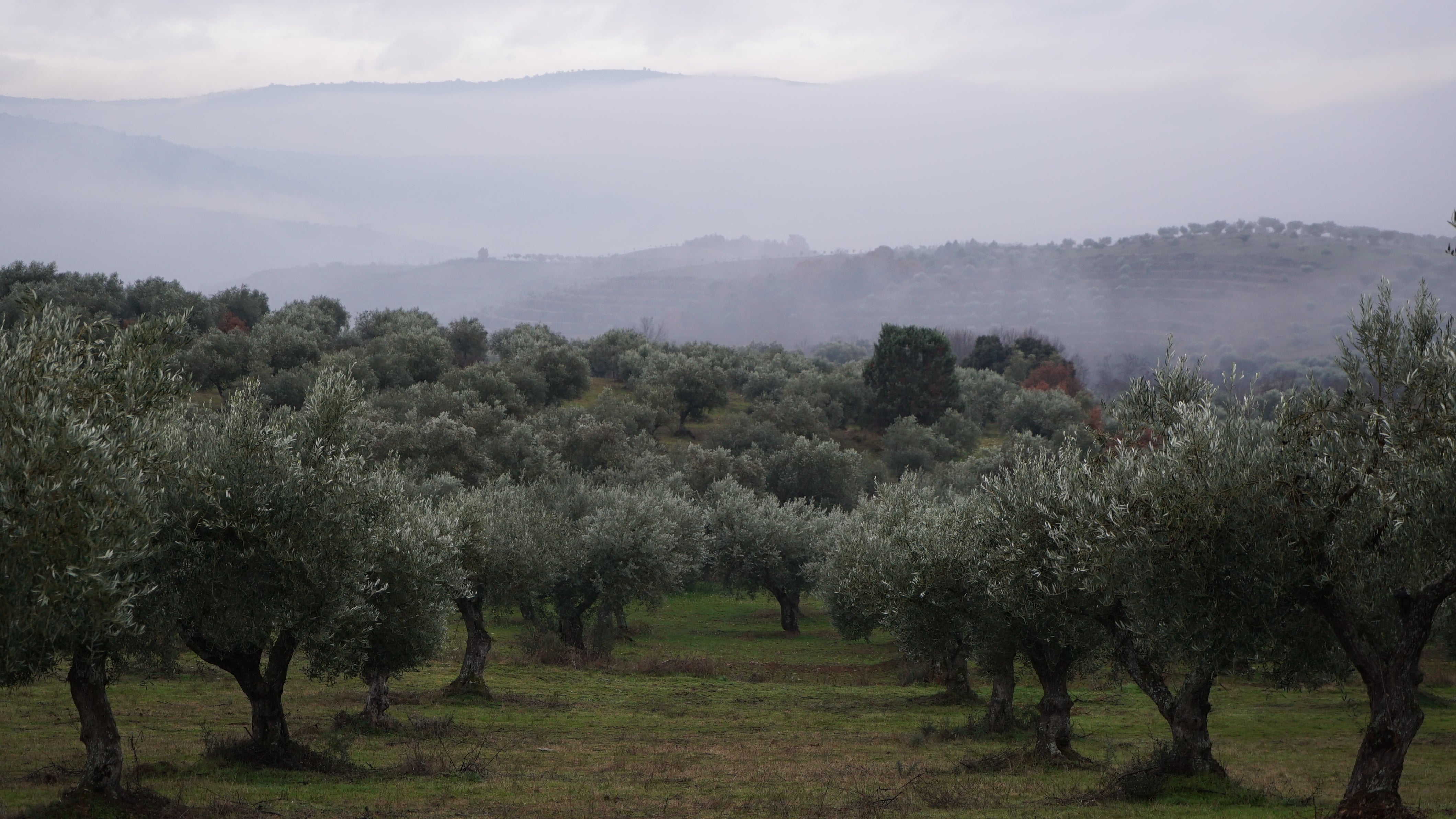 Metáfora Extra Virgin Olive Oil