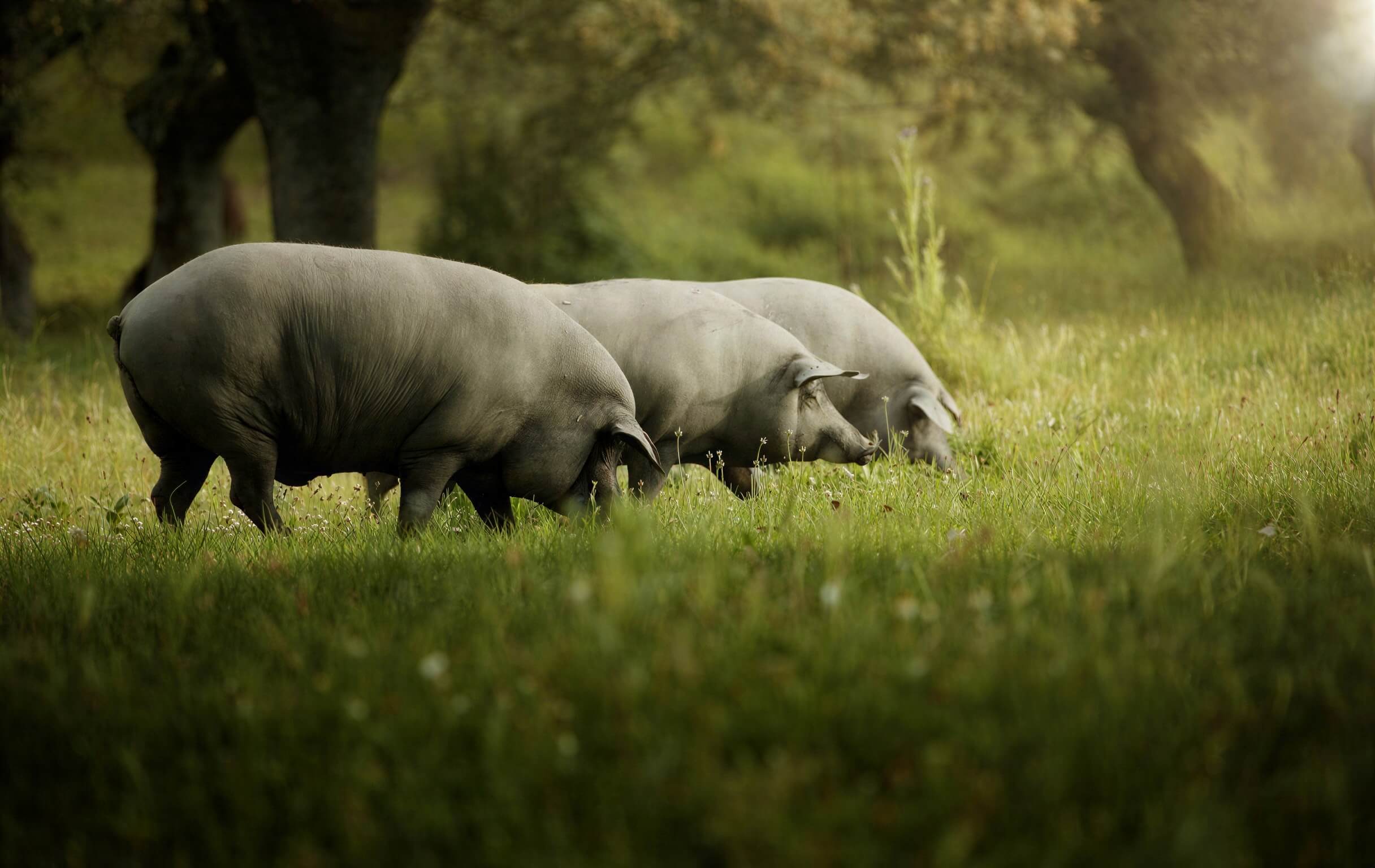 Three grey pigs grazing in a green field under soft natural light.