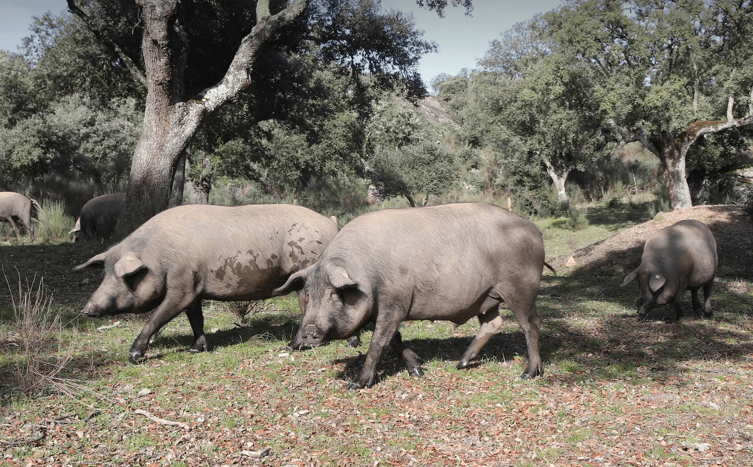 Two Iberian pigs walking through a grassy area with trees in the background.