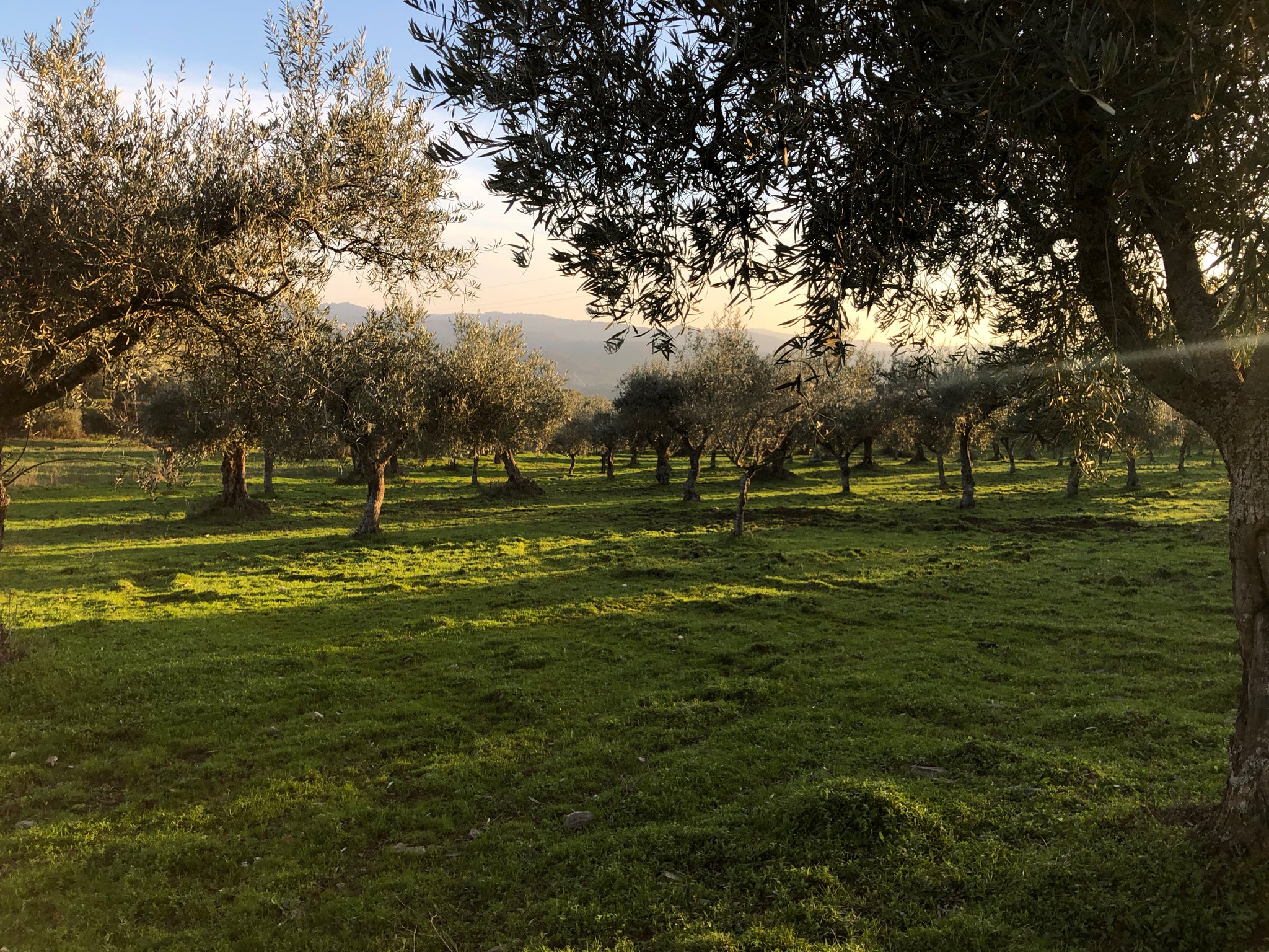 Metáfora Extra Virgin Olive Oil