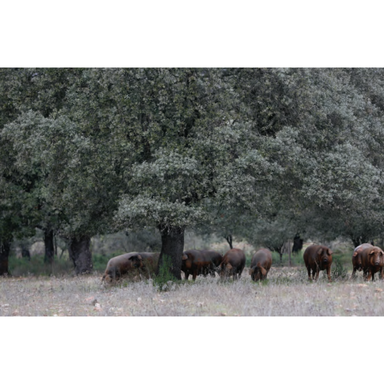 Redondo Iglesias Iberico Cebo de Campo Shoulder Kit Bone-In (20 months)