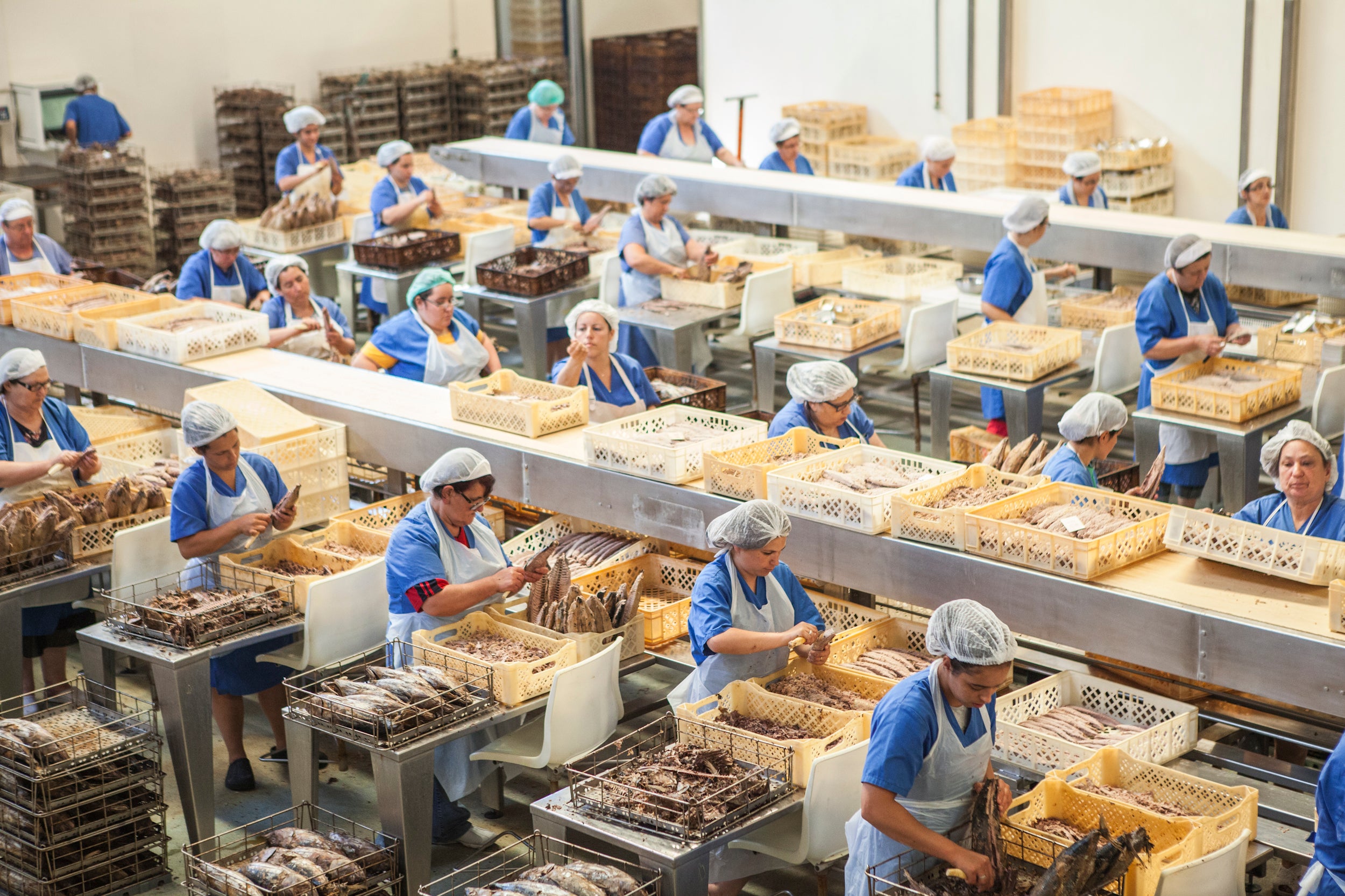 Santa Catarina Gourmet Tuna Fillets with Oregano in Olive Oil