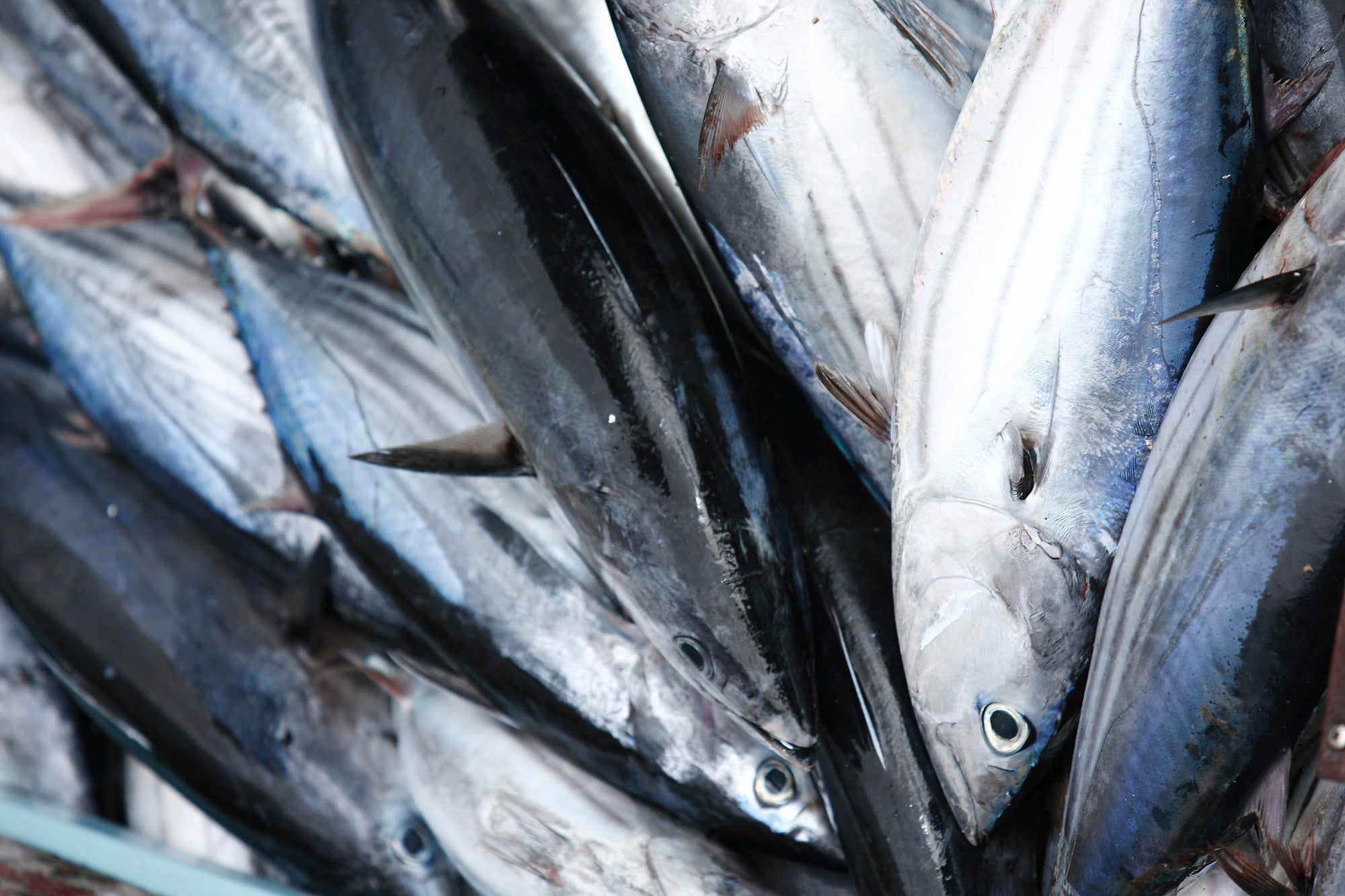 Santa Catarina Solid Tuna in Olive Oil - 375g