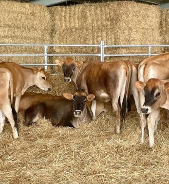 Ortodoxo Grande do Viso Cheese