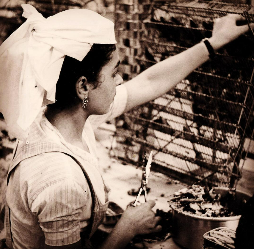 Açor Portuguese Sardines in Olive Oil (Limit 4 Per Customer)