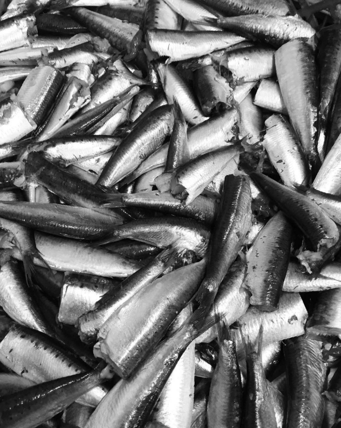 Açor Portuguese Sardines in Olive Oil (Limit 4 Per Customer)