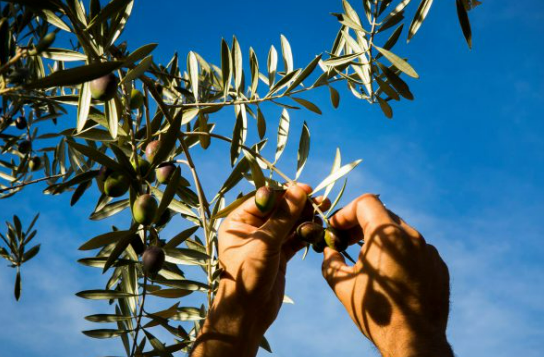 Distintus Extra Virgin Olive Oil