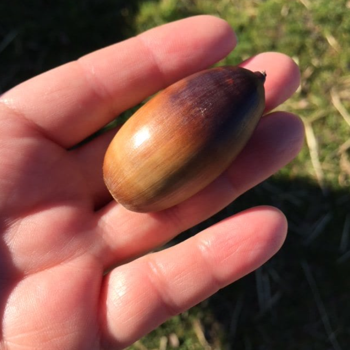 Dehesa Cordobesa Salchichón de Bollota Ibérico