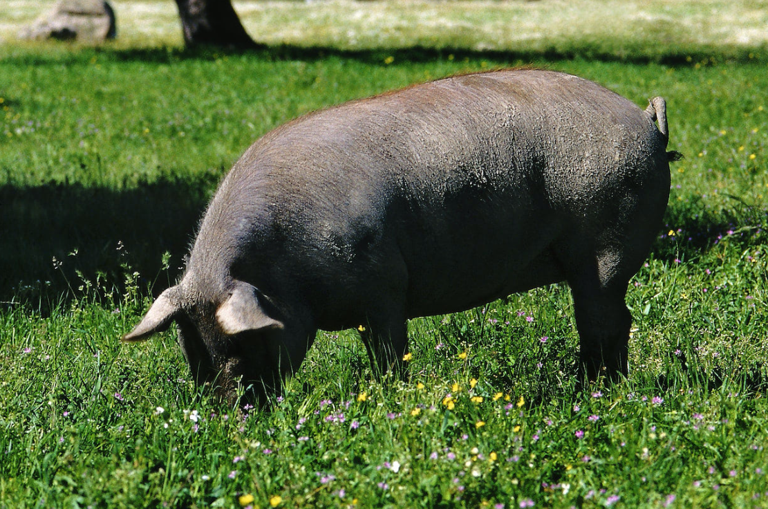 Dehesa Cordobesa Salchichón de Bollota Ibérico