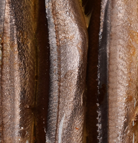 Ati Manel Garfish in Olive Oil